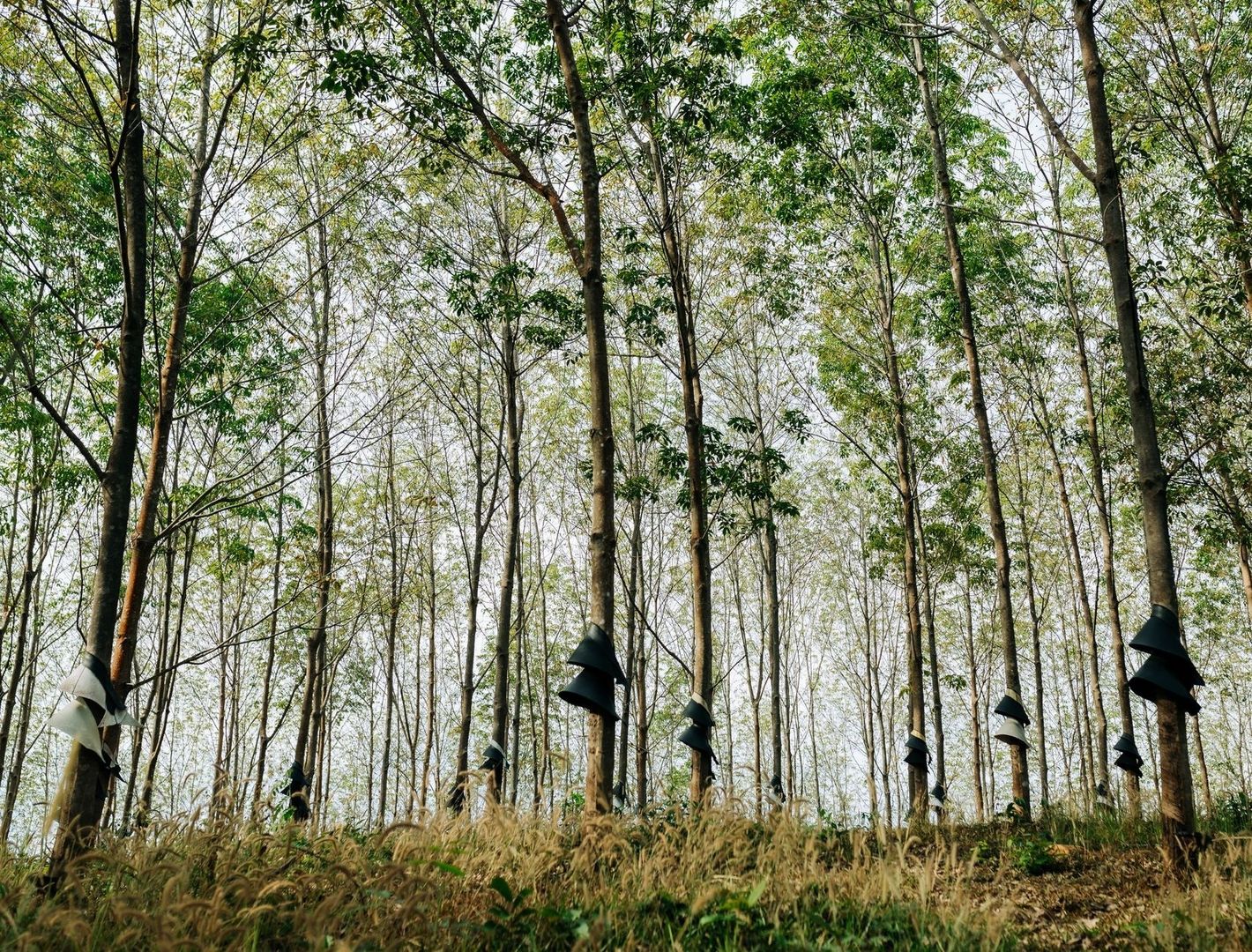 Bos met jonge bomen en zwarte beschermhoezen rond de stammen
