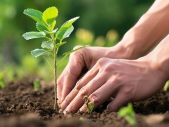 Handen planten een jonge boom in donkere aarde